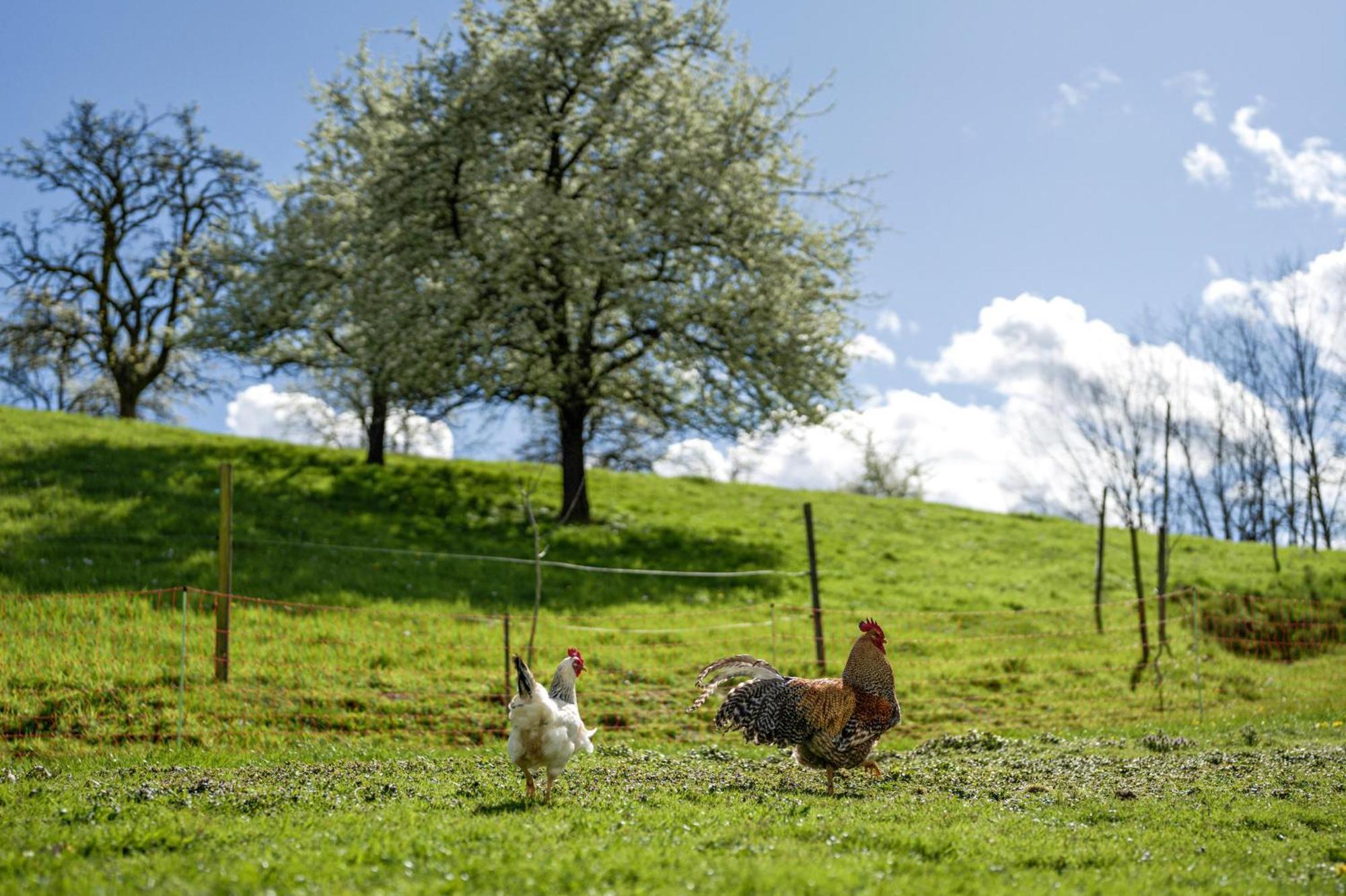 Ferienhof Vordere Alm Oberkirch  Dış mekan fotoğraf